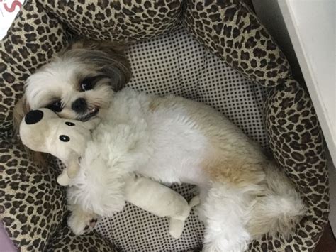 Sleeping Puppies, Shih Tzus, Cute Photos, Animals And Pets, Dogs, Face, Storage, Pets, Nice Photos