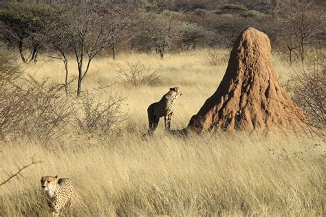 How do tiny termites make such massive mounds? – Harvard Gazette