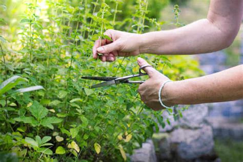 Growing Oregano: Care, Tips & More | Kellogg Garden Organics™