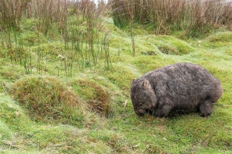 What is a Wombat? | Adaptations, Species, and More - Twinkl