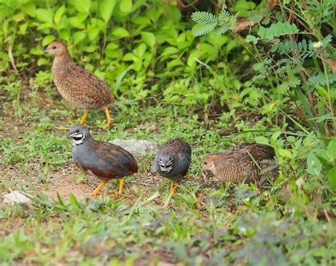 Quail Farming Business Plan - A Beginners Guide | Agri Farming