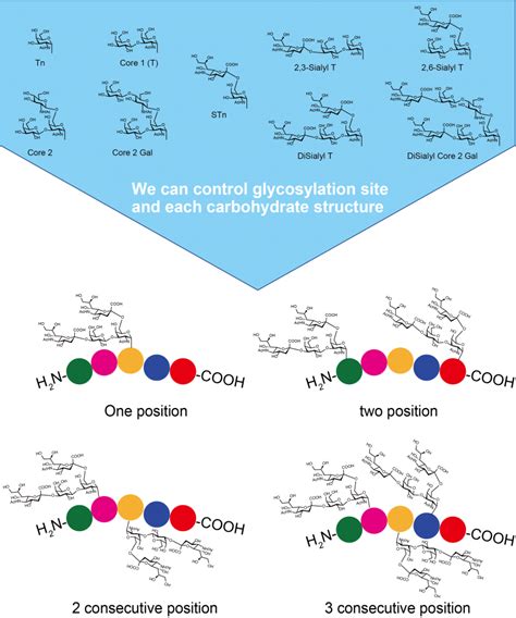 Custom Glycan Synthesis Service | Medicinal Chemistry Pharmaceutical ...