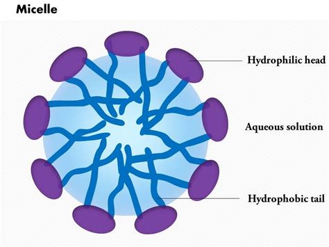 0614 Micelle biology Medical Images For PowerPoint | PowerPoint Templates Download | PPT ...