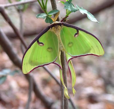 Nature in the Ozarks: Luna Moth (Actias luna) Life Cycle