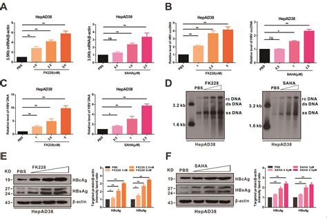 Histone Deacetylase Inhibitors Romidepsin and Vorinostat Promote ...