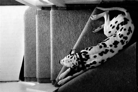 360+ Dalmatian Sleeping Dog Stock Photos, Pictures & Royalty-Free ...