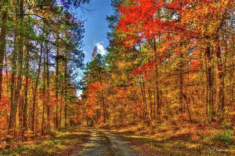 Color Me Autumn Chattahoochee Oconee National Forest Fall Leaf Landscape Georgia Forestry Art ...