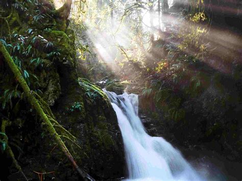 5 Best Ayahuasca Retreats In Vancouver Island (2023)