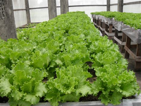 NARI pushes Hydroponics farming – Kaieteur News