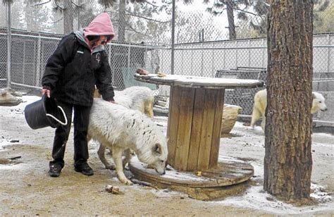 The Big Bear Alpine Zoo to move – San Bernardino Sun