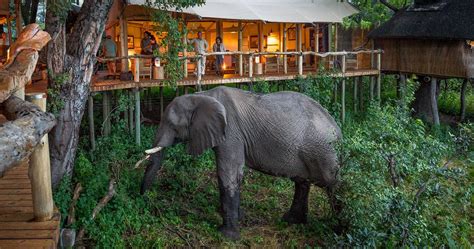 Wildlife on the Okavango Delta - Botswana Big Five safari