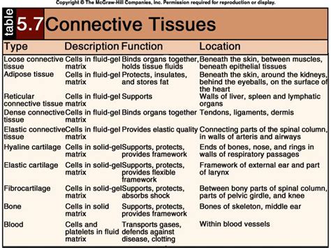 Functions of connective tissue