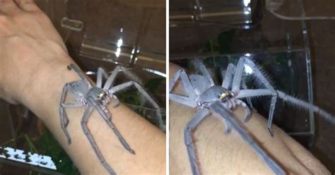 Large Huntsman Pet Spider Is As Big As Owner’s Hand - Small Joys