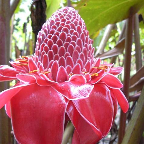 Red Torch Ginger Seeds (Etlingera Elatior Red Seeds)