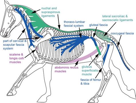 Pin on Equine therapy