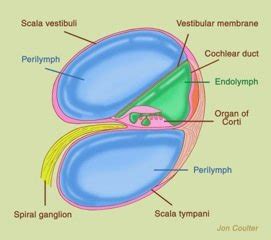 Perilymph Fistula | Tinnitus Causes | Arches Tinnitus Formula | Natural Treatment for Tinnitus