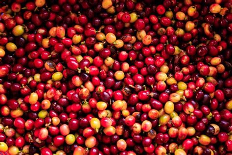 Premium Photo | Organic red cherry coffee beans in full frame top view