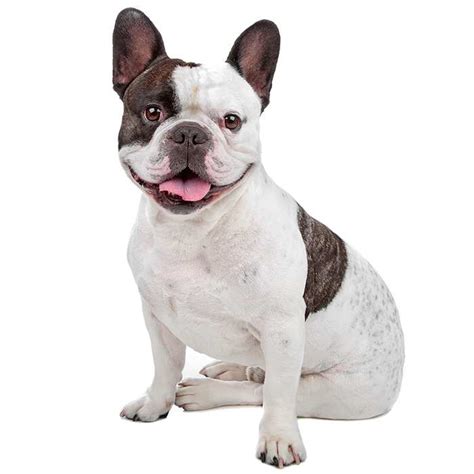 French Bulldog Dog Breed: Profile, Personality, Facts