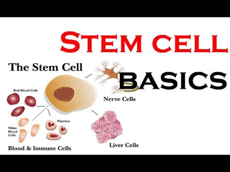 Stem cells basics animation - YouTube