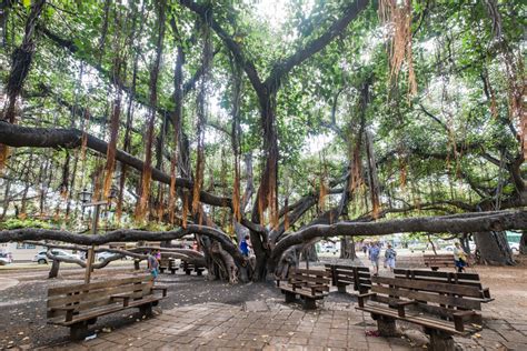 The Banyan Tree in Lahaina in Maui, Hawaii — Thomas Chen Photography