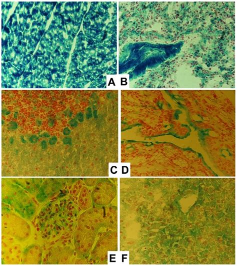 X-gal staining (blue colour) stands for β-galactosidase activity and... | Download Scientific ...