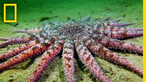 Sunflower Seastar: Terrifying Predator? | National Geographic - YouTube