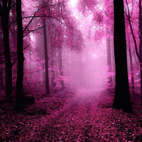 RickBeck19 on Twitter | Pink forest, Forest wallpaper, Autumn landscape