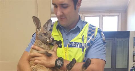 Baby Kangaroo Rescue Police Officer Australia