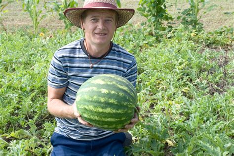 Everything You Need To Know About Growing Melons - Off The Grid News