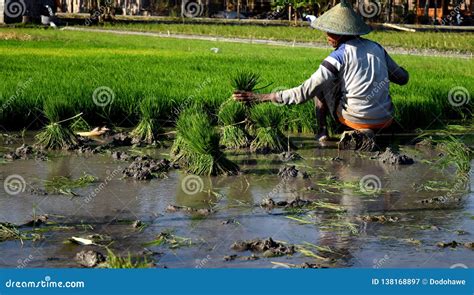 An Indonesian Farmer Ploughing A Rice Paddy Rield In Golan Village ...