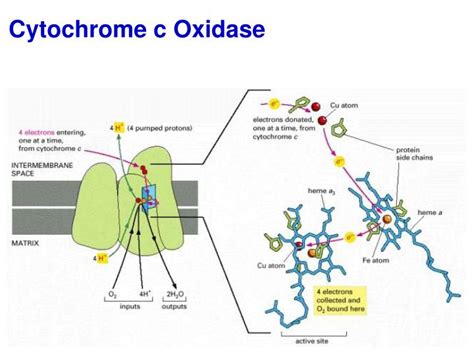 PPT - Electron Transport Chain/Respiratory Chain PowerPoint Presentation - ID:3220621