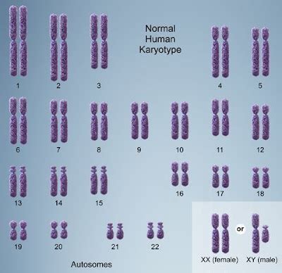 EXACT 2's BLOG: Kromosom Manusia Berjumlah 23 Pasang, Bukan 24 Pasang & Penemunya Orang ...