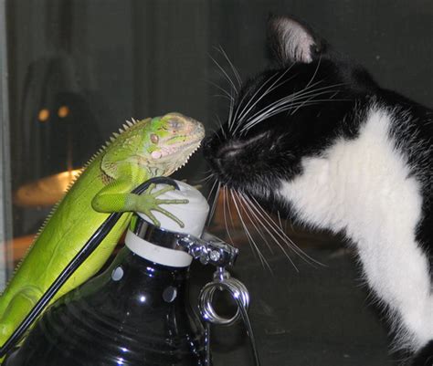 11 Things to Consider Before Adopting a Pet Green Iguana - PetHelpful