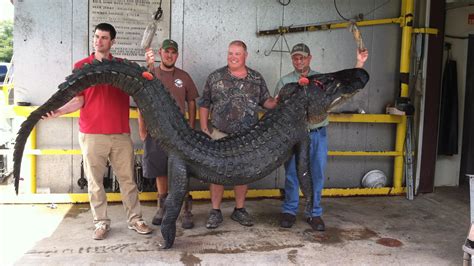 Record Alligator Catch in South Georgia: 13-Foot Gator Nabbed on Lake Seminole | The Weather Channel