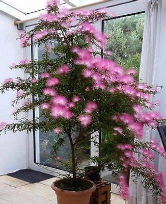 Plants, Seeds & Bulbs Bonsai Trees Plants & Seedlings Calliandra ...