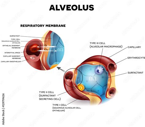 Alveolus anatomy and Respiratory membrane of alveolus, oxygen and ...