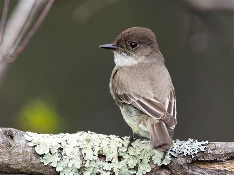 Eastern Phoebe Nesting (Behavior, Eggs + Location) | Birdfact