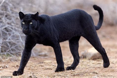 Extremely rare BLACK leopard becomes 'the ever to be photographed in Africa without a camera ...