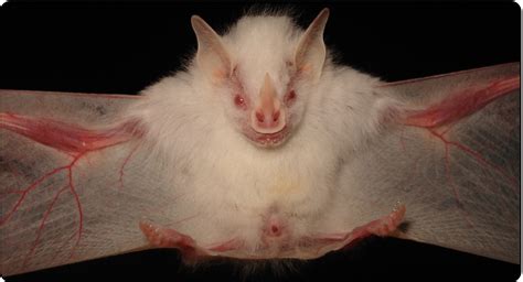 Improved survival for an albino? - Oliveira - 2021 - Frontiers in Ecology and the Environment ...