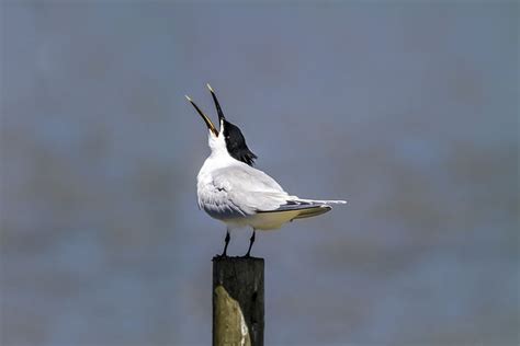 Bird Watching Trips | Poole Harbour | Greenslade Pleasure Boats