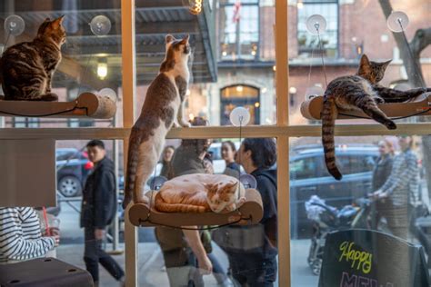 8 Cat Cafes In Europe That You Can't Miss - South Tours