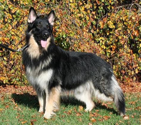 Shiloh Shepherd Dog Breed Guide - Learn about the Shiloh Shepherd Dog.