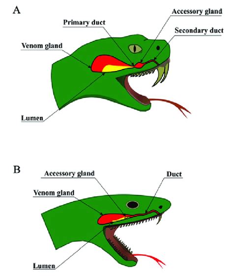 Snake venom delivery systems. Schematic anatomy of snake venom delivery ...