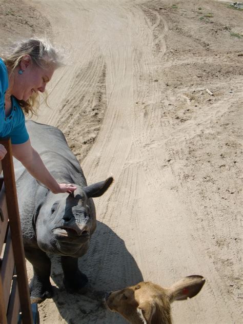 Bucket list: pet a rhino!!! | Pets, Bucket list, Animals