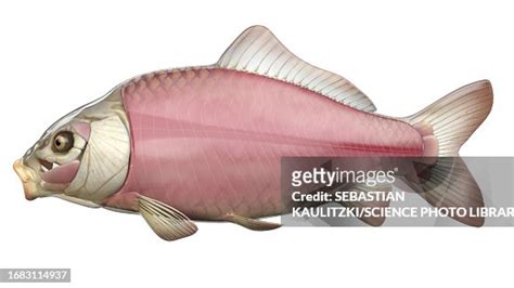 Fish Anatomy Illustration High-Res Vector Graphic - Getty Images