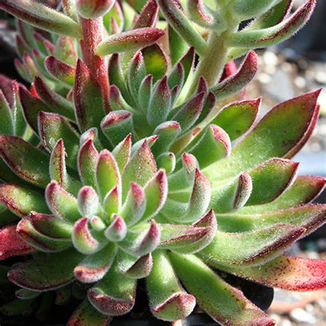 Echeveria Red Velvet | Succulents for Sale