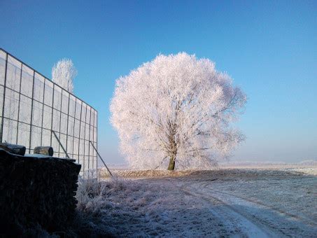 Gratis Afbeeldingen : boom, natuur, sneeuw, koude, winter, zonlicht, ochtend-, vorst, ijs-, weer ...