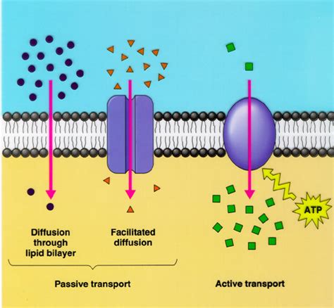 2.4 Membranes - BIOLOGY4IBDP