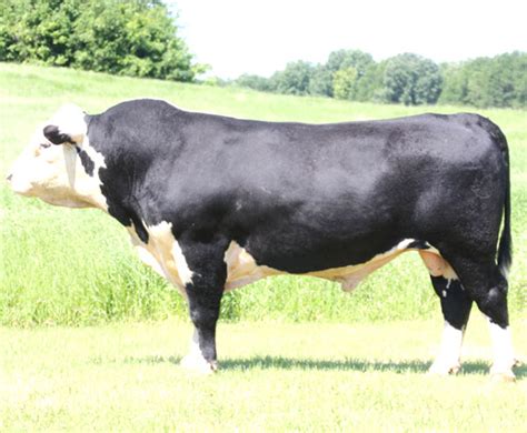 Black Hereford Cattle: Origin, Characteristics, Uses