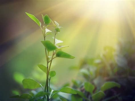 Photosynthesis replication could create new energy source